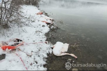 Gölde 12 flamingo öldü!