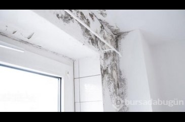 Küf çeşitleri ve neden olduğu hastalıklar