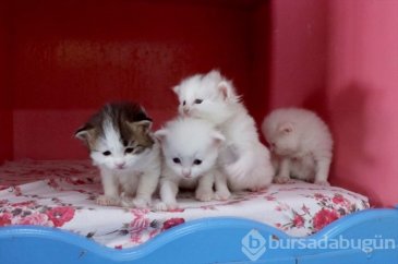 Van kedileri bu yılın ilk doğumunu yaptı