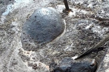 Pirina havuzuna düşen ineğin çırpınışı! 