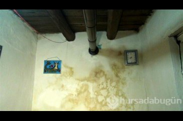 Art arda görülen akrep vatandaşı korkuttu!