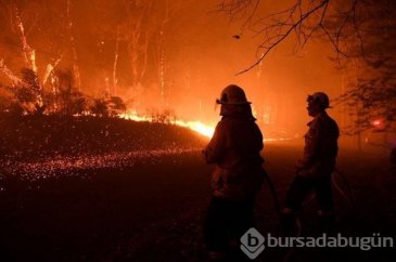 Yangın, Avustralya'daki ormanların yüzde 21'ini yok etti!