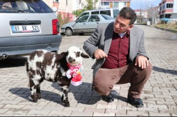 Maça yanından ayırmadığı kuzusuyla gitti