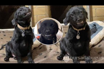 Gülümseyen köpek fenomen oldu!