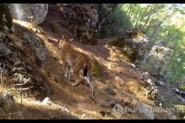 Antalya'da yaban hayatı 