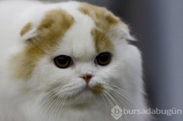 Kedi fuarından kalbinizi eritecek fotoğraflar