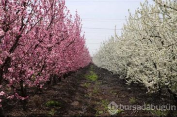 Amik Ovası'nda pembenin güzelliği
