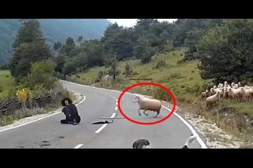 Çobanı boynuz darbesiyle asfalta yapıştırdı