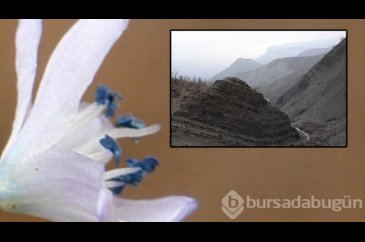 Bilim insanlarının gözü Hakkari'de