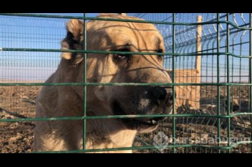 Bu köpeği almak için evini sattı!
