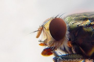 Koronavirüs sivrisineklerle bulaşır mı?