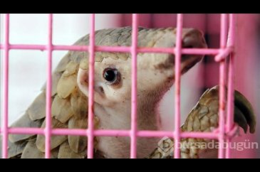 'Pangolin'de kesin olarak bulundu!
