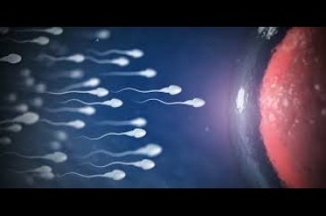 Hangi besinler sperm kalitesini artırıyor?