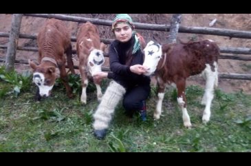 'Milli Dayanışma Kampanyası'na 3 buzağı bağışladı