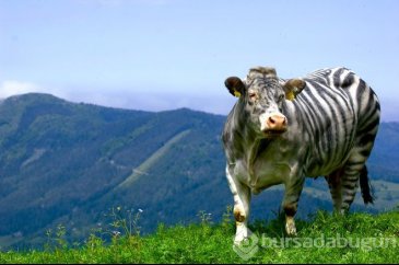 İnekleri zebra gibi boyuyorlar! Öyle bir sebebi var ki duyan hayret...
