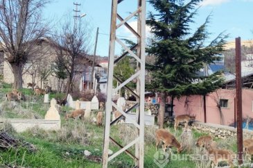 Yaban keçileri çatılara çıktı