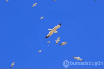 168 kuş türüne ev sahipliği yapıyor