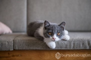 Kedilerin enfekte olma riski var!