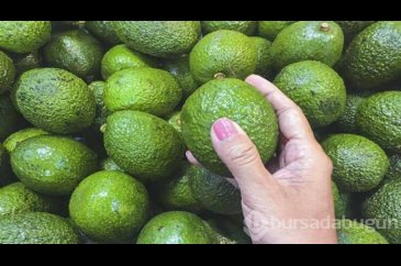 Popüler meyve avokado hakkında tüm bilgiler