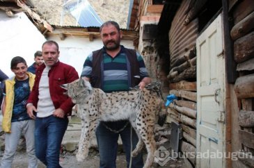 Vaşağı yakalamak 10 saat sürdü