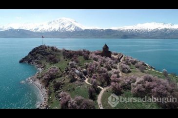 Çiçeklere bürünen Akdamar Adası görsel şölen sunuyor
