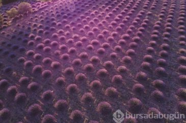 İşte Türkiye'nin lavanta başkenti