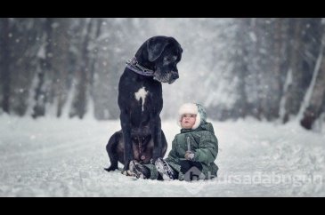 Büyük köpekler ve küçük dostları