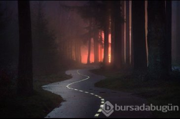 Hollanda'nın ormanlarının büyülü olduğunu kanıtlayan fotoğraflar 