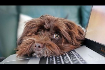 Köpeklere vermemeniz gereken yiyecekler 