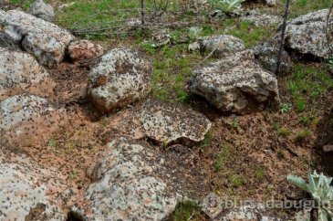 Çekirge istilası Türkiye için tehdit oluşturmaya başladı! Uzmanlar ...