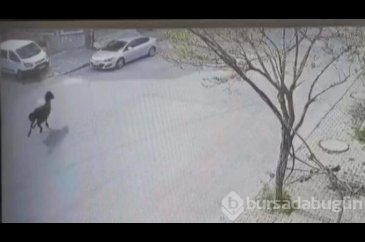 Arnavutköy'de akıl almaz olay! 