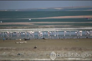 180 kuş türüne ev sahipliği yapan göl kuruyor!