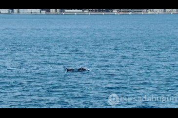 İstanbul Boğazı'nda yunuslar görülüyor