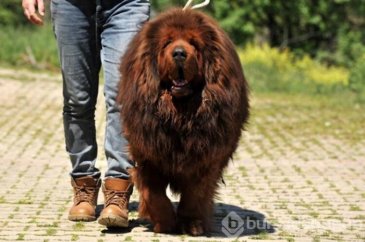 12 ülke, Bursa'daki 300 bin liralık köpeğin peşinde