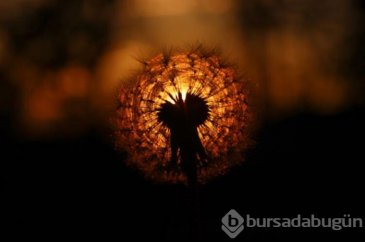 Doğanın süsü: "Karahindiba"