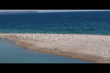 Antalya'nın Konyaaltı Sahili martılara kaldı