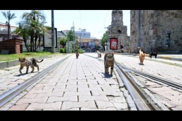 Koronavirüsten dolayı kediler bile sosyal mesafeye uyuyor