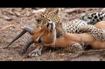 Yemek için yakaladığı impalanın hamile olduğunu anlayan leopardan i...
