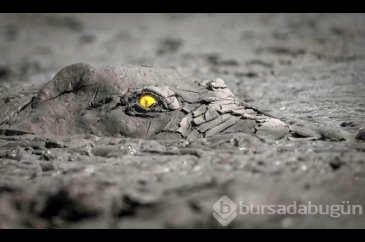 Görenler hangi hayvan olduğunu anlamakta güçlük çekti!