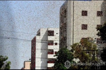 Paskistan'ı çekirgeler istila etti! 