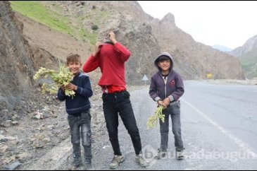 Hakkari'de 'yayla muzu' toplayan çocuklar, gazetecileri polis zanne...