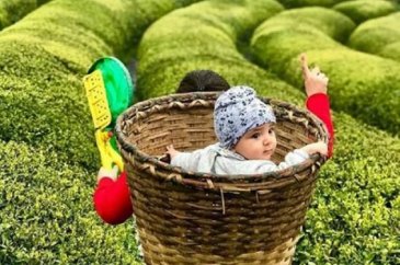 Çay hasadının yol haritası belli oldu