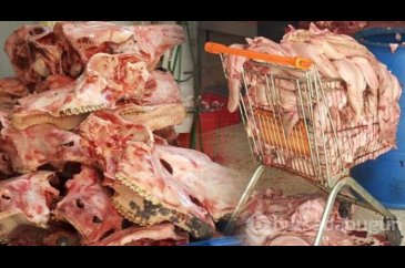 Tam 1,5 ton kaçak kelle paça ele geçirildi