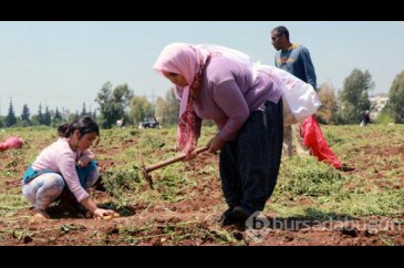 Günlük 200 lira kazanıyorlar!