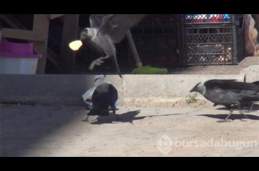 Kargaların "cips" mücadelesi kameraya yansıdı!