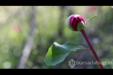 Koparana 60 bin lira ceza var! 
