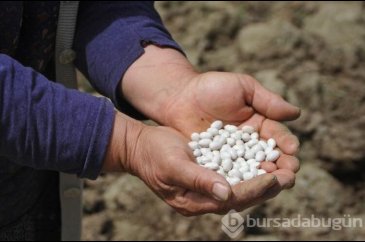 Kısa sürede pişiyor, üretiminde kimyasal gübre ve ilaç kullanılmıyor