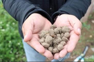 Çiftçinin yüzünü güldüren ürün salep oldu. 500 metrekarede 20 bin lira