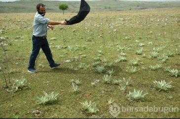 Şimdi de sarı sinek istilası başladı