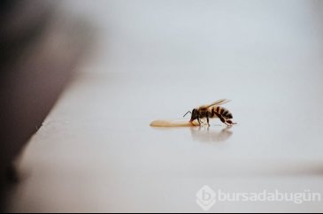 Arı sütünün bir damlası bile mucize
